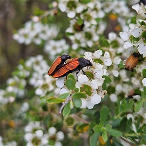 Castiarina erythroptera at Bombay, NSW - 28 Nov 2024