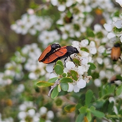 Castiarina erythroptera at Bombay, NSW - 28 Nov 2024