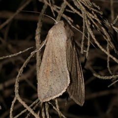 Mythimna (Pseudaletia) convecta (Common Armyworm) at Freshwater Creek, VIC - 19 May 2020 by WendyEM