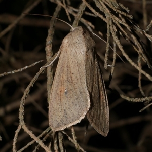 Mythimna (Pseudaletia) convecta at Freshwater Creek, VIC - 19 May 2020