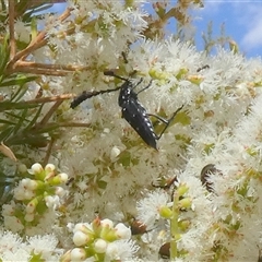 Distichocera thomsonella (A longhorn beetle) at Murga, NSW - 23 Nov 2024 by Paul4K
