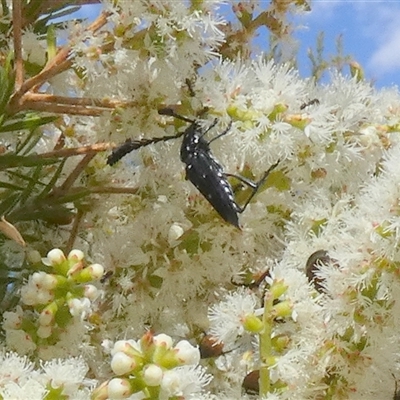 Distichocera thomsonella (A longhorn beetle) at Murga, NSW - 23 Nov 2024 by Paul4K