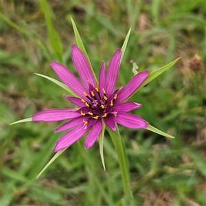 Tragopogon porrifolius at Braidwood, NSW - 29 Nov 2024