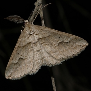 Syneora fractata at Freshwater Creek, VIC - 20 May 2020