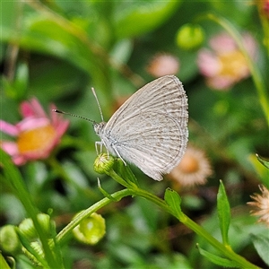 Zizina otis (Common Grass-Blue) at Braidwood, NSW by MatthewFrawley