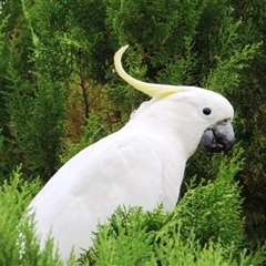 Cacatua galerita (Sulphur-crested Cockatoo) at Higgins, ACT - 30 Jan 2017 by Jennybach