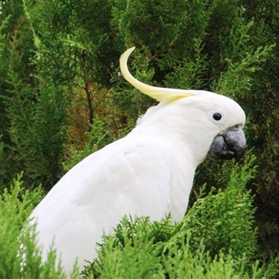Cacatua galerita (Sulphur-crested Cockatoo) at Higgins, ACT - 31 Jan 2017 by Jennybach