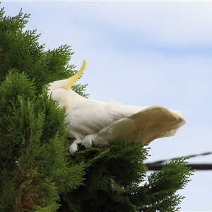 Cacatua galerita at Higgins, ACT - 31 Jan 2017