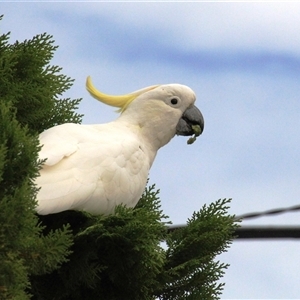 Cacatua galerita at Higgins, ACT - 31 Jan 2017