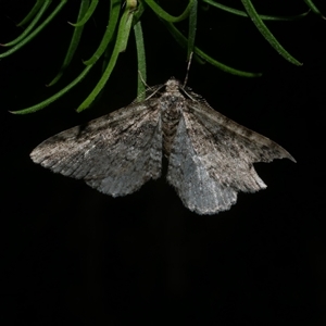 Aponotoreas dascia at Freshwater Creek, VIC - 20 May 2020 08:29 PM