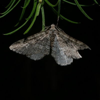 Aponotoreas dascia (Dascia Carpet) at Freshwater Creek, VIC - 20 May 2020 by WendyEM