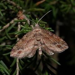 Chloroclystis filata (Filata Moth, Australian Pug Moth) at Freshwater Creek, VIC - 20 May 2020 by WendyEM