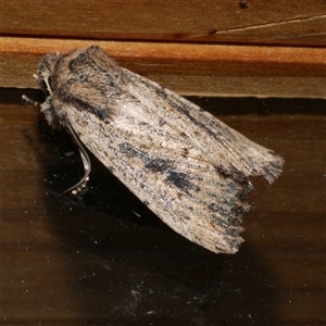 Leucania obumbrata at Freshwater Creek, VIC - 20 May 2020