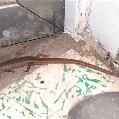 Saproscincus mustelinus (Weasel Skink) at Goulburn, NSW - 29 Nov 2024 by glbn1