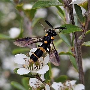 Pterygophorus cinctus at Bombay, NSW - 28 Nov 2024