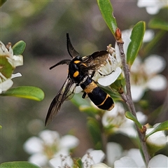 Pterygophorus cinctus at Bombay, NSW - 28 Nov 2024