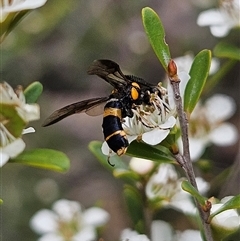 Pterygophorus cinctus at Bombay, NSW - 28 Nov 2024