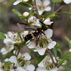 Pterygophorus cinctus at Bombay, NSW - 28 Nov 2024