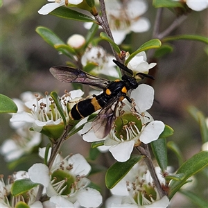 Pterygophorus cinctus at Bombay, NSW - 28 Nov 2024