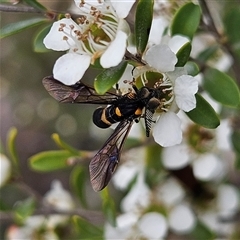 Pterygophorus cinctus at Bombay, NSW - 28 Nov 2024