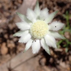 Actinotus leucocephalus (Western Flannel Flower) at Hovea, WA - 4 Nov 2024 by AnneG1