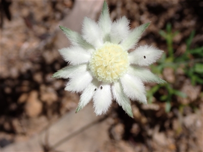 Actinotus leucocephalus (Western Flannel Flower) at Hovea, WA - 4 Nov 2024 by AnneG1