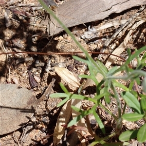 Actinotus leucocephalus at Hovea, WA - 4 Nov 2024 10:14 AM