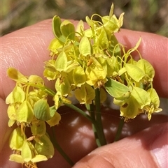 Glischrocaryon aureum (Yellow Popflower) at Hovea, WA - 4 Nov 2024 by AnneG1