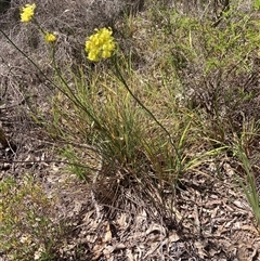 Glischrocaryon aureum at Hovea, WA - 4 Nov 2024 01:17 PM