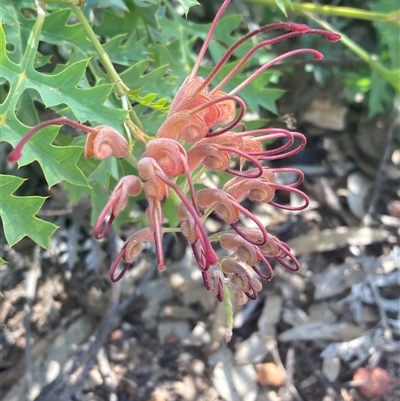 Grevillea bipinnatifida (Fuchsia Grevillea) at Hovea, WA - 4 Nov 2024 by AnneG1