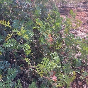 Grevillea bipinnatifida at Hovea, WA - 4 Nov 2024 02:00 PM