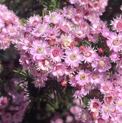 Verticordia plumosa (Plumed Featherflower) at Hovea, WA - 4 Nov 2024 by AnneG1