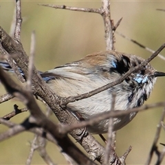 Malurus cyaneus (Superb Fairywren) at Yarralumla, ACT - 9 Aug 2014 by Jennybach