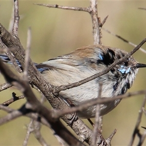 Malurus cyaneus at Yarralumla, ACT - 9 Aug 2014