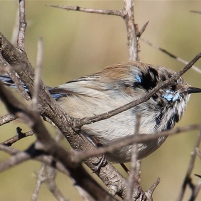 Malurus cyaneus (Superb Fairywren) at Yarralumla, ACT - 9 Aug 2014 by Jennybach