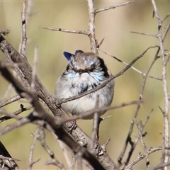 Malurus cyaneus at Yarralumla, ACT - 9 Aug 2014