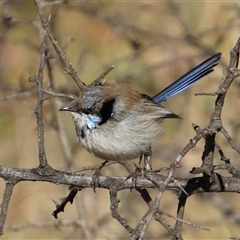 Malurus cyaneus at Yarralumla, ACT - 9 Aug 2014