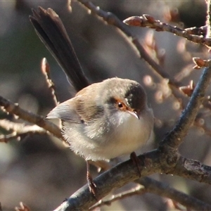 Malurus cyaneus at Yarralumla, ACT - 9 Aug 2014