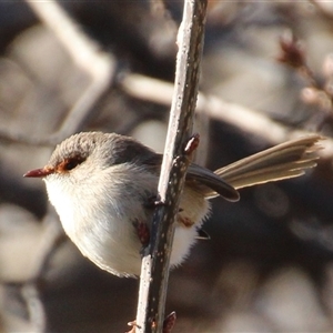 Malurus cyaneus at Yarralumla, ACT - 9 Aug 2014