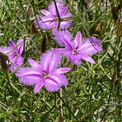 Thysanotus sp. at Hovea, WA - 4 Nov 2024 by AnneG1