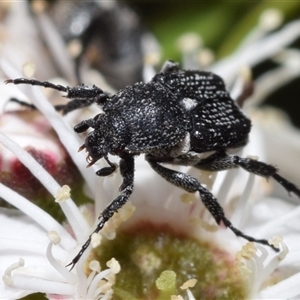 Microvalgus sp. (genus) at Jerrabomberra, NSW - 28 Nov 2024