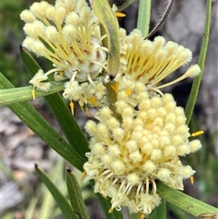 Isopogon sphaerocephalus subsp. sphaerocephalus (Drumstick Isopogon) at Hovea, WA - 4 Nov 2024 by AnneG1