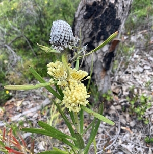 Isopogon sphaerocephalus subsp. sphaerocephalus at Hovea, WA - 4 Nov 2024 11:59 AM