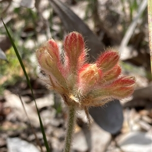 Conostylis setosa at Hovea, WA by AnneG1