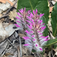 Ptilotus sp. at Hovea, WA - 4 Nov 2024 by AnneG1