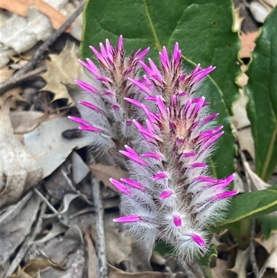 Ptilotus manglesii (Pom Poms) at Hovea, WA - 4 Nov 2024 by AnneG1