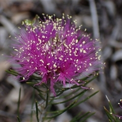 Melaleuca sp. at Hovea, WA - 4 Nov 2024 by AnneG1