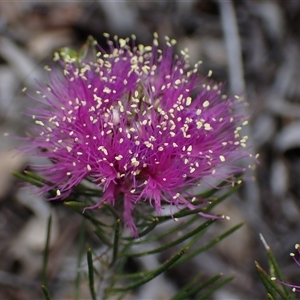 Melaleuca parviceps at Hovea, WA - 4 Nov 2024 12:42 PM