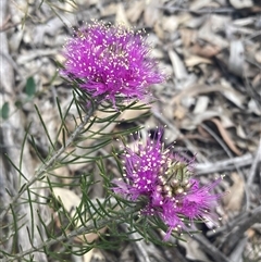 Melaleuca parviceps at Hovea, WA - 4 Nov 2024 12:42 PM