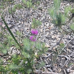 Melaleuca parviceps at Hovea, WA - 4 Nov 2024 12:42 PM